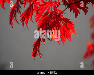 Tendre rouge incandescent de feuilles d'automne de l'érable japonais (Acer palmatum) avec des veines de remplages avec fond gris gris clair Banque D'Images