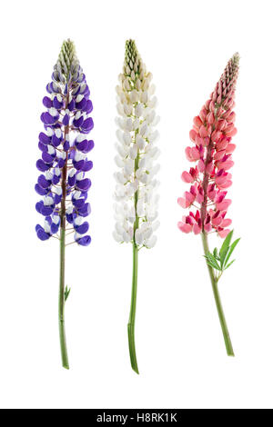 Fleurs colorées - Lupin, sur fond blanc. Banque D'Images