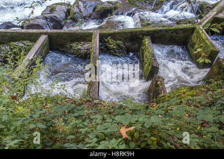 Un gros plan d'une échelle à poissons sur la rivière Deschutes dans Tumwater, Washington. Banque D'Images