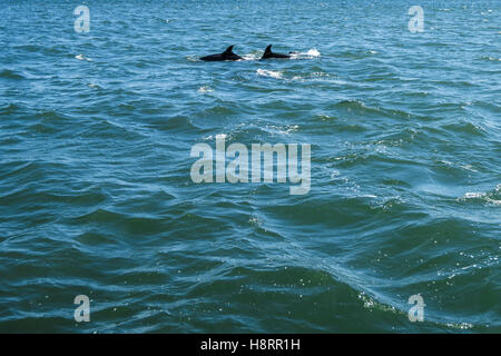 Les dauphins sur le Tage à Lisbonne, Portugal Banque D'Images