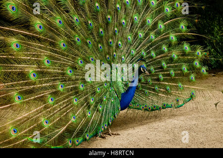 Valladolid - un paon afficher son plumage, parc de la province de Castilla y León, Espagne, Europe. Banque D'Images