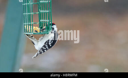 Pic mineur - Picoides pubescens - accroche sur une cage d'alimentation et a un quartet de manger. Banque D'Images