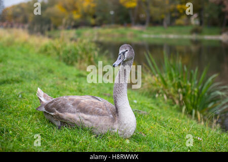 Swan gris couché dans l'herbe près de l'étang. Banque D'Images