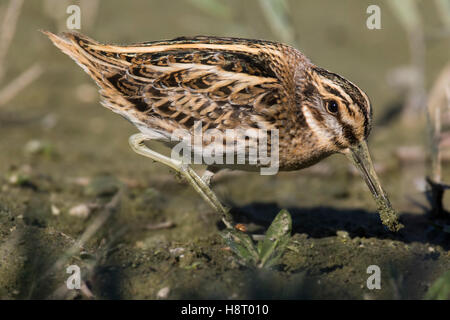 Jack snipe (Lymnocryptes minimus) se nourrissent dans les zones humides à l'automne Banque D'Images