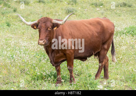 Bull dans une prairie fleurie Banque D'Images