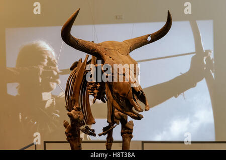 La pièce d'un aurochs squelette trouvé dans une tourbière dans l'ouest de la Nouvelle-Zélande, 8600BC, Musée National du Danemark à Copenhague, Danemark Banque D'Images