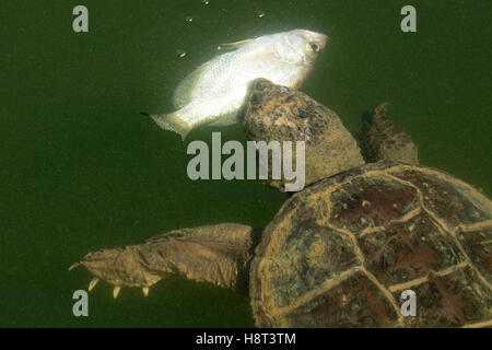 Tortue serpentine, Chelydra serpentina, manger la marigane blanche Banque D'Images