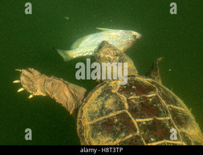 Tortue serpentine, Chelydra serpentina, manger la marigane blanche Banque D'Images