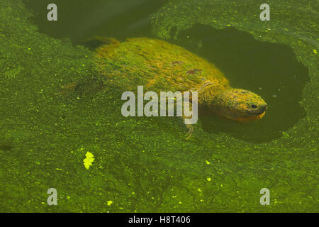 Tortue serpentine, Chelydra serpentina, manger la marigane blanche Banque D'Images