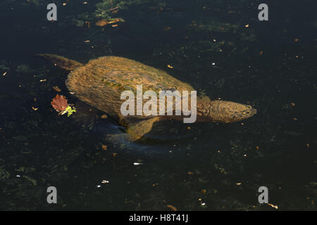 Tortue serpentine Banque D'Images