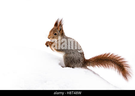 Curieux écureuil moelleux rouge assis sur la neige blanche dans winter park Banque D'Images