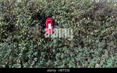 Rouge Antique post box le roi George VI enfouis dans une haie de lierre Banque D'Images