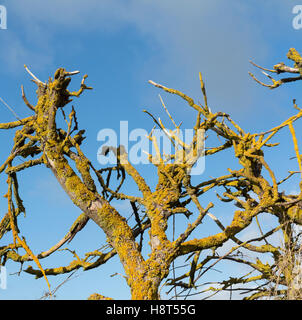 Close up of dead tree branches couvertes de lichen against a blue sky Banque D'Images