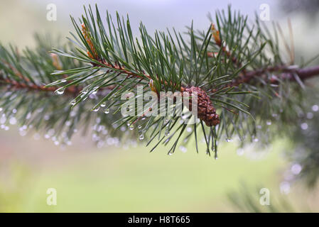 Des gouttes d'eau sur le vert des aiguilles de pin, closeup shot Banque D'Images