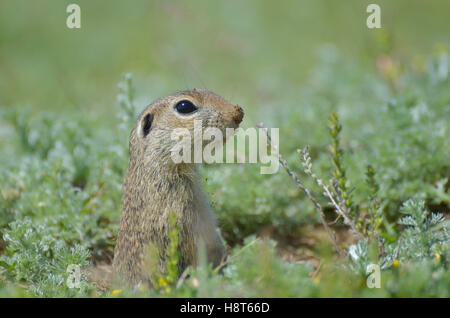 Européenne mignon (Spermophilus citellus, Ziesel) assis sur un champ Banque D'Images