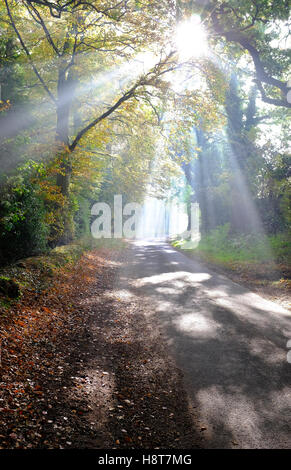 la lumière du soleil se diffuse à travers les arbres forestiers d'automne, norfolk, angleterre Banque D'Images