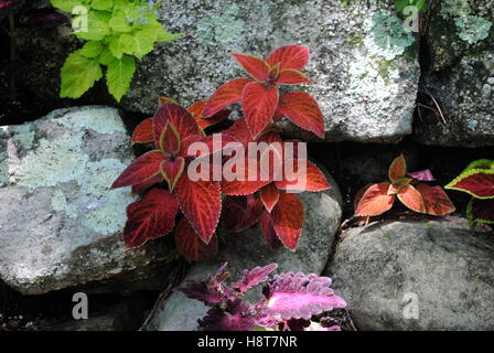 Rouge, violet, vert, orange plantes croissant jusqu'à travers les fissures dans les rochers Banque D'Images