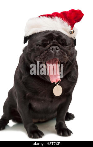 Portrait of pug chien chiot noir en rouge Christmas hat vêtements chiens isolé sur fond blanc Modèle Libération : N° des biens : oui (chien). Banque D'Images