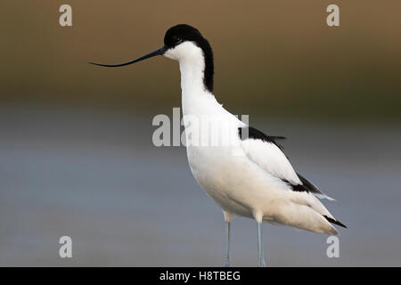 Avocette élégante (Recurvirostra avosetta) close up portrait dans la boue Banque D'Images