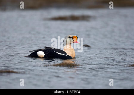 L'eider à tête grise (Somateria spectabilis) mâles nager dans l'étang sur la toundra, Spitzberg Svalbard / Banque D'Images