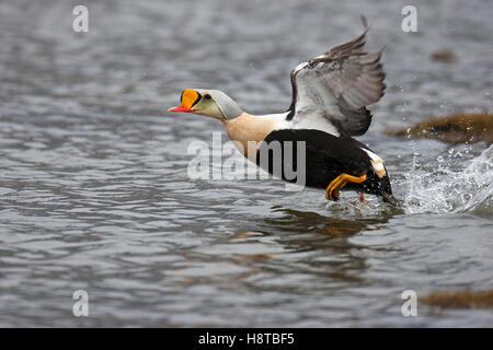 L'eider à tête grise (Somateria spectabilis) hommes décollant de pond sur la toundra, Spitzberg Svalbard / Banque D'Images