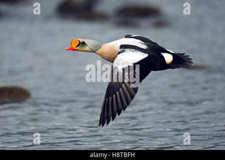 L'eider à tête grise (Somateria spectabilis) d'hommes battant sur l'étang de toundra, Spitzberg Svalbard / Banque D'Images