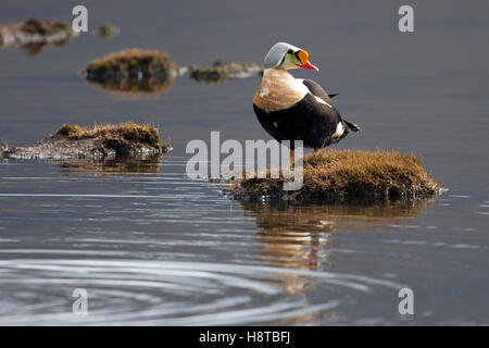 L'eider à tête grise (Somateria spectabilis) mâle en étang sur la toundra, Spitzberg Svalbard / Banque D'Images