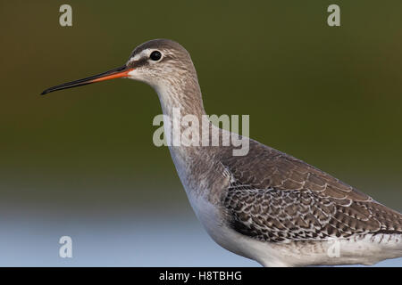 Portrait de chevalier arlequin (Tringa erythropus) en plumage d'hiver Banque D'Images