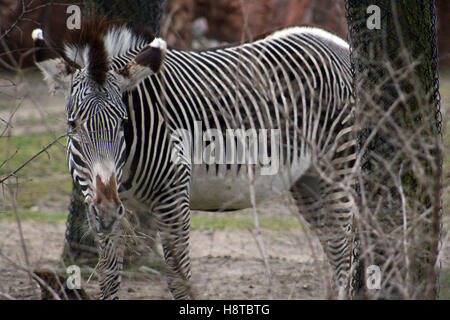 Un zèbre Banque D'Images