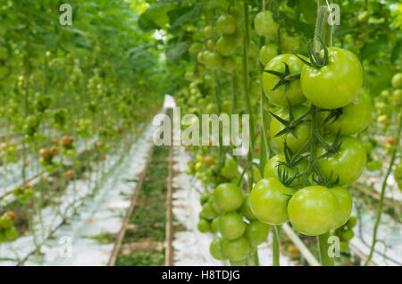 Rangées de mûrissement des tomates dans une serre hollandaise Banque D'Images