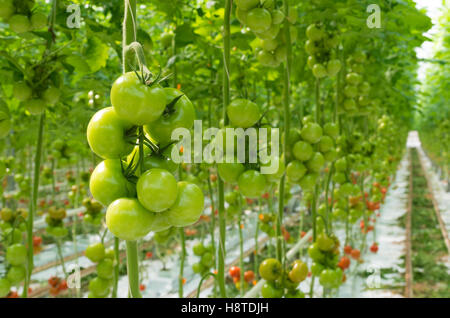 Rangées de mûrissement des tomates dans une serre hollandaise Banque D'Images