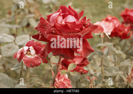 Rouge-rose crémeux mourir dans jardin d'automne. Rose fanée. L'automne triste humeur. Le flétrissement des roses en automne. Vintage bas couleurs saturées. Copyspace. Selective focus Banque D'Images