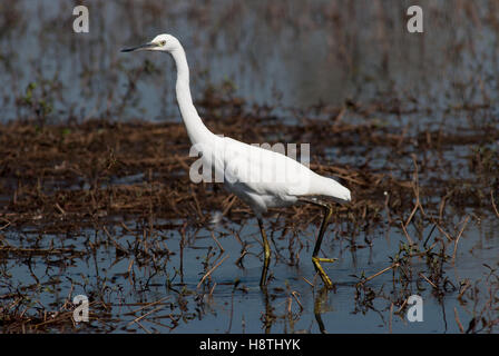 L'aigrette garzette, Egretta garzetta Banque D'Images