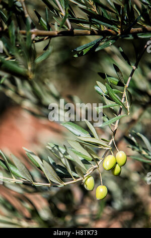 Olives sur olivier au coucher du soleil près de Jaen, Espagne Banque D'Images