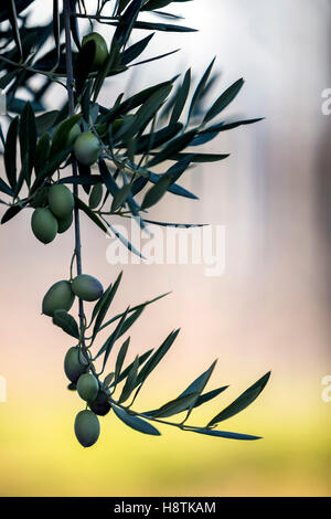 Olives sur olivier au coucher du soleil près de Jaen, Espagne Banque D'Images