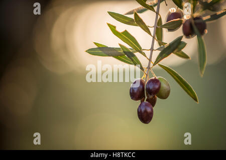 Olives sur olivier au coucher du soleil près de Jaen, Espagne Banque D'Images