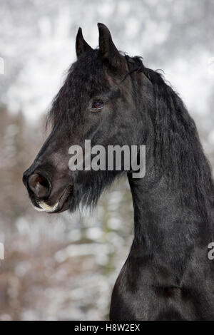 Cheval frison, hiver, Autriche Banque D'Images