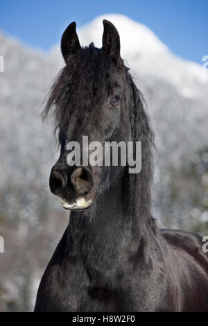 Cheval frison, hiver, Autriche Banque D'Images