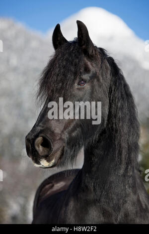 Cheval frison, hiver, Autriche Banque D'Images