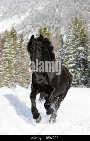 Cheval frison galoper dans la neige, hiver, Autriche Banque D'Images