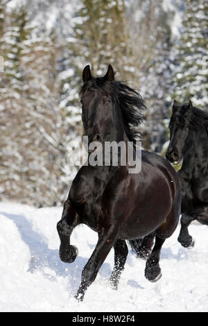 Cheval frison trottant dans la neige, hiver, Autriche Banque D'Images