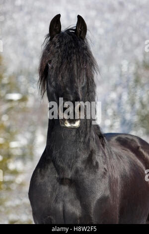 Cheval frison, hiver, Autriche Banque D'Images