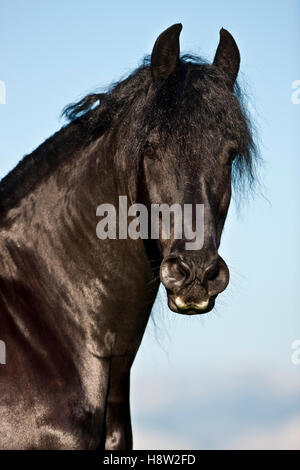 Cheval frison, ciel bleu, Autriche Banque D'Images