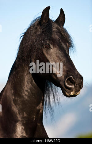 Cheval frison, ciel bleu, Autriche Banque D'Images