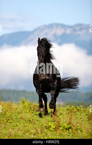 En galopant frison pré vert, montagnes, Autriche Banque D'Images