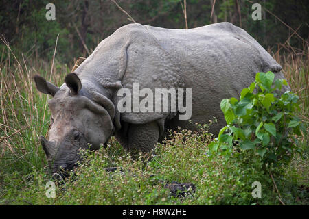 Rhinocéros à une corne (Rhinoceros unicornis) le pâturage dans le parc national de Chitwan, au Népal, en Asie du Sud Banque D'Images