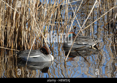 Sarcelle commune / Eurasian Teal (Anas crecca) hommes et femmes couple swimming in lake, Mari e Pauli, Sardaigne, Italie, Europe Banque D'Images