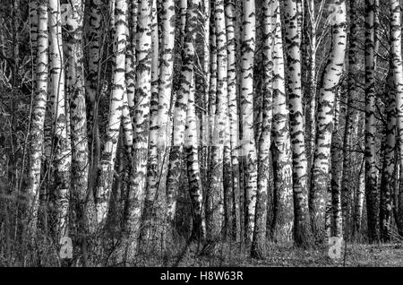 Beaucoup d'arbres d'une forêt de bouleaux, photographiés sur noir et blanc photo Banque D'Images