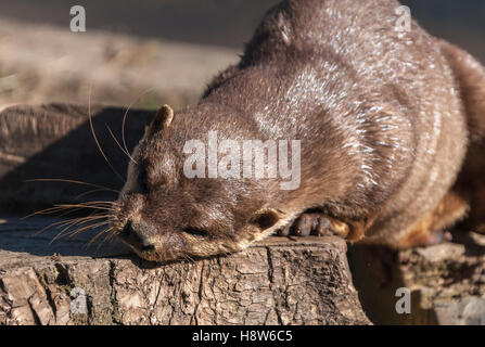 Short-Clawed asiatique Otter (Amblonyx cinereus) Banque D'Images