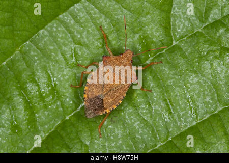 Waldwächter, Arma custos, dock, dock bug leaf leaf-bug, Baumwanze, Baumwanzen, Pentatomidae Banque D'Images